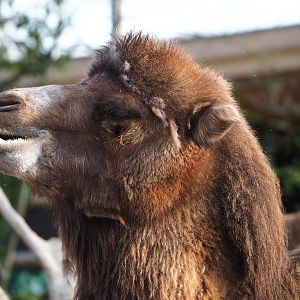 Bactrian camel (Camelus bactrianus), 2022-04-12
