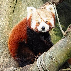 Nepalese red panda (Ailurus fulgens), 2022-04-12