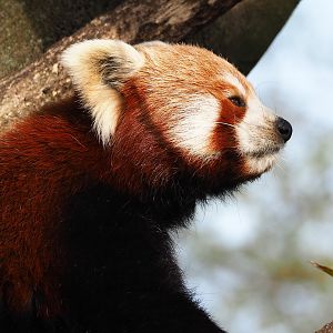 Nepalese red panda (Ailurus fulgens), 2022-04-12