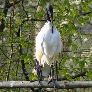 Black-headed ibis (Threskiornis melanocephalus), 2022-04-12