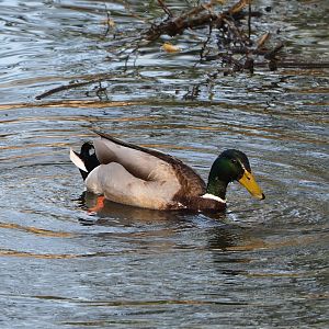 Wild Mallard (Anas platyrhynchos) drake, 2022-04-12