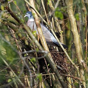 Wild Common wood pigeon (Columba palumbus), 2022-04-12