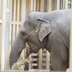 Asian elephant (Elephas maximus), 2022-04-12