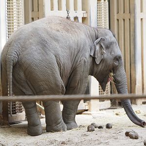 Young Asian elephant (Elephas maximus), 2022-04-12