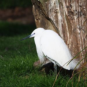 Little egret (Egretta garzetta garzetta), 2022-04-12