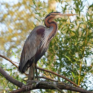 Purple heron (Ardea purpurea), 2022-04-12