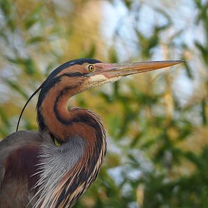 Purple heron (Ardea purpurea), 2022-04-12