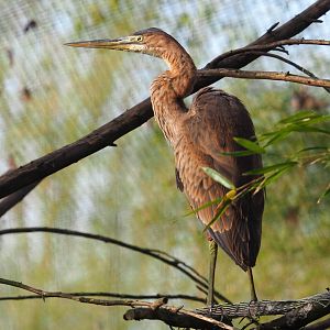 Juvenile Purple heron (Ardea purpurea), 2022-04-12