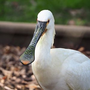 Eurasian spoonbill (Platalea leucorodia), 2022-04-12