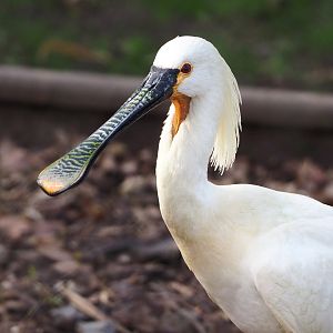 Eurasian spoonbill (Platalea leucorodia), 2022-04-12