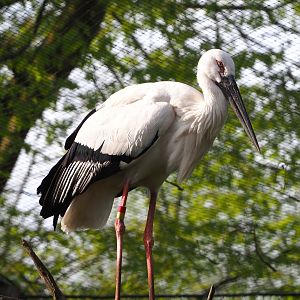 Oriental white stork (Ciconia boyciana), 2022-04-12