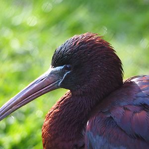 Glossy ibis (Plegadis falcinellus), 2022-04-12