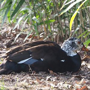 Asian white-winged wood duck (Asarcornis scutulata), 2022-04-12