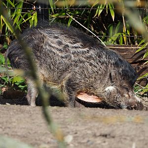 Negros Visayan warty pig (Sus cebifrons negrinus), 2022-04-12