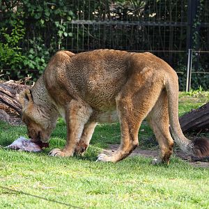 Asiatic lion (Panthera leo persica) eating rabbit, 2022-04-12