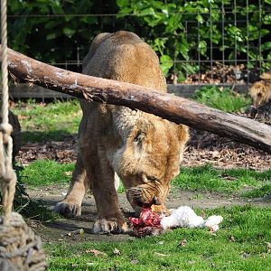 Asiatic lion (Panthera leo persica) eating rabbit, 2022-04-12