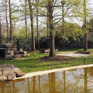 Asiatic lion exhibit, 2022-04-12