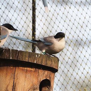 Asian azure-winged magpie (Cyanopica cyanus), 2022-04-12
