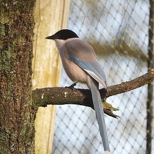 Asian azure-winged magpie (Cyanopica cyanus), 2022-04-12