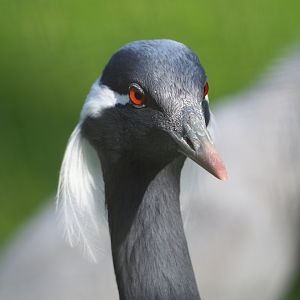Demoiselle crane (Anthropoides virgo), 2022-04-12