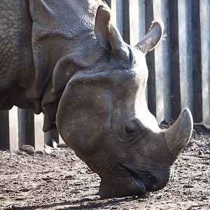 Indian rhinoceros (Rhinoceros unicornis), 2022-04-12