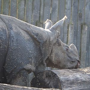 Indian rhinoceros (Rhinoceros unicornis), 2022-04-12