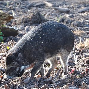 Negros Visayan warty pig (Sus cebifrons negrinus), 2022-04-12