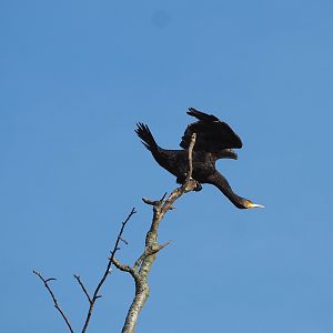 Wild Eurasian great cormorant (Phalacrocorax carbo sinensis), 2022-04-12
