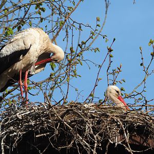European white stork (Ciconia ciconia ciconia) pair on nest, 2022-04-12