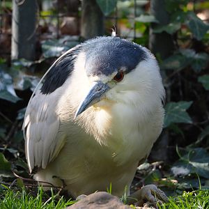 Black-fronted night heron (Nycticorax nycticorax nycticorax), 2022-04-12
