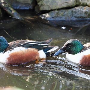 Northern shovelers (Spatula clypeata), 2022-04-12