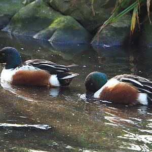 Northern shovelers (Spatula clypeata), 2022-04-12