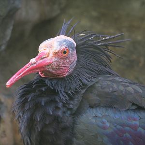 Waldrapp (Geronticus eremita), 2022-04-12