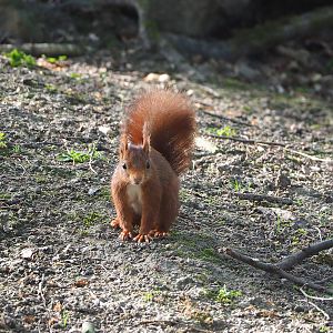 Wild European red squirrel (Sciurus vulgaris), 2022-04-12