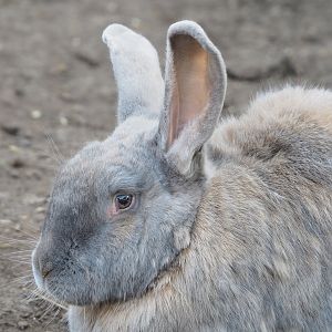 Domestic rabbit (Oryctolagus cuniculus domesticus), 2022-04-12