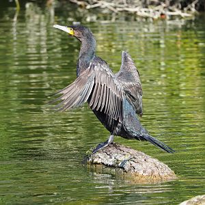 Wild Eurasian great cormorant (Phalacrocorax carbo sinensis), 2022-04-12
