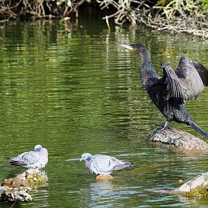 Wild Eurasian great cormorant (Phalacrocorax carbo sinensis)  and Wild Stock doves (Columba oenas), 2022-04-12