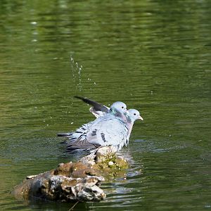 Wild Stock doves (Columba oenas), 2022-04-12