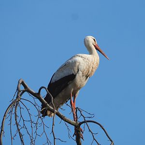 European white stork (Ciconia ciconia ciconia), 2022-04-12