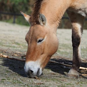 Przewalski's horse (Equus ferus przewalskii), 2022-04-12