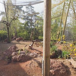 Australian waterfront aviary, 2022-04-12