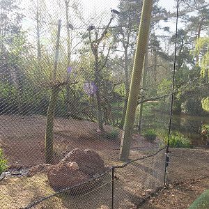 Australian waterfront aviary, 2022-04-12