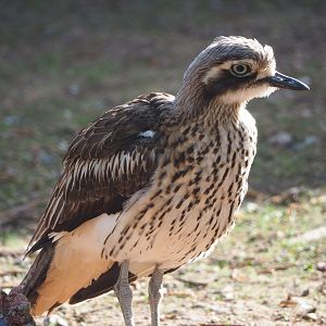 Bush stone-curlew (Burhinus grallarius), 2022-04-12