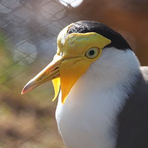 Masked lapwing (Vanellus miles), 2022-04-12