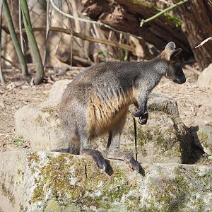 Swamp wallaby (Wallabia bicolor), 2022-04-12