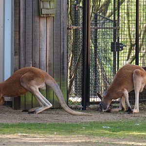 Red kangaroos (Osphranter rufus), 2022-04-12
