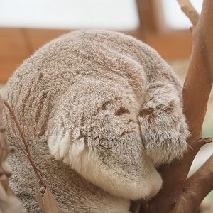 Koala (Phascolarctos cinereus), 2022-04-12