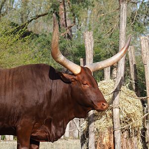 Ankole-Watusi cattle (Bos taurus indicus x B.t. taurus), 2022-04-12