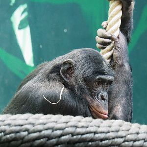 Bonobo (Pan paniscus), 2022-04-12
