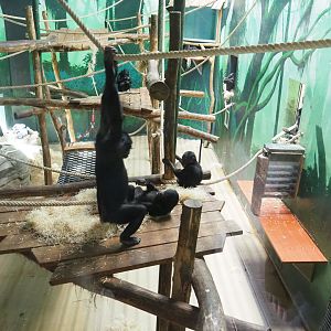 One of the indoor exhibits for the bonobos, 2022-04-12